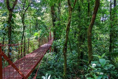 Hängebrücke im Monteverde